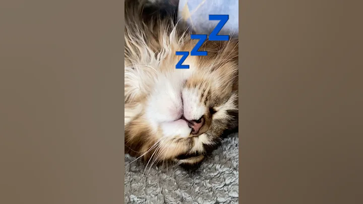 Video 11766241: mainecoon cat kitten kitty, mainecoon kitten cute kitty