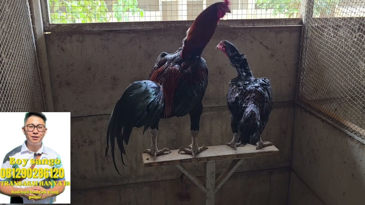 TERNAKAN FAVORIT SANGO SUBANG