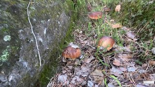 Колея с грибами. На лесной дороге выросло много белых грибов