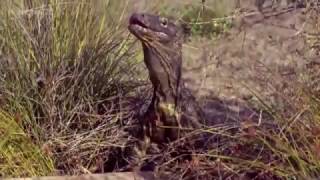 Komodo Dragons, crows and wild boar eating together