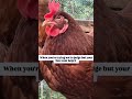 Is this you? im Guilty & I cant help it 😂 #guilty #ytshorts #chicken #funny