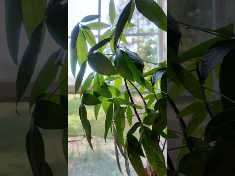 Video Proteggi la tua pace