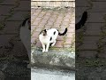 Pamuk #cat #cats #catshorts #cute #viral #animallife #cutecat #nature #viralshorts #animals #kitten