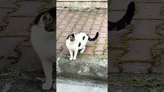 Pamuk #cat #cats #catshorts #cute #viral #animallife #cutecat #nature #viralshorts #animals #kitten
