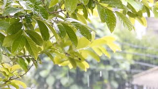 Excellent Music For Relaxation And Deep Meditationconnect Your Being With Natureget Positif Spirit