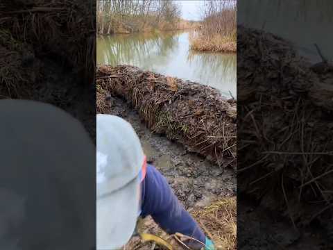 The War Humans Can NEVER Win Against Beavers