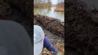 The War Humans Can NEVER Win Against Beavers