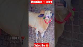 athra janwar❣️🐂 #cattleworld #cow #cowmandi #qurbanvlogs #foryou #unfrezzmyaccount