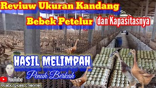 Ukuran Kandang Bebek Petelur