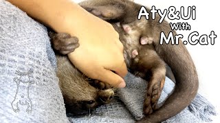 The otter expresses her overflowing adrenaline with her whole body. [Otter life Day 588]