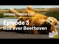 Rollover Beethoven - Lion at Serengeti - Safarilive Tanzania - Episode 3