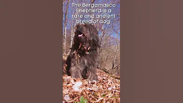 Meet the Bergamasco Shepherd: Uncovering a Rare and Ancient Canine Breed #shorts