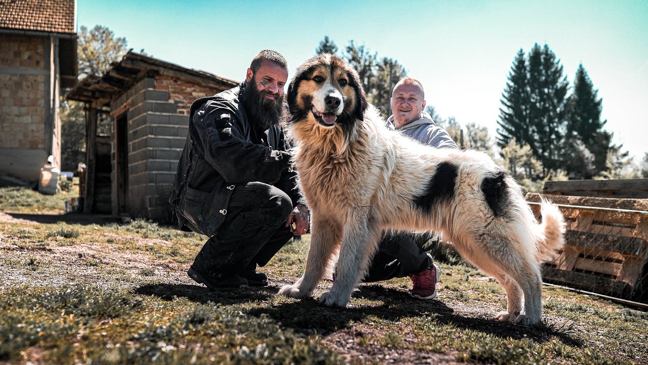 Wir haben 2 Hunde von der Kette und eine aus Boxenhaltung gerettet!
