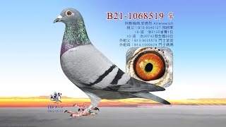 【阿勒梅西】B21-1068519
