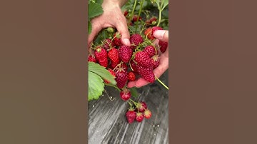 How Red Are Strawberries? My eyes have eaten it! 👀🍓#Strawberrypicking #Supersweetstrawberry