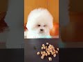 Did the puppy make the right choice