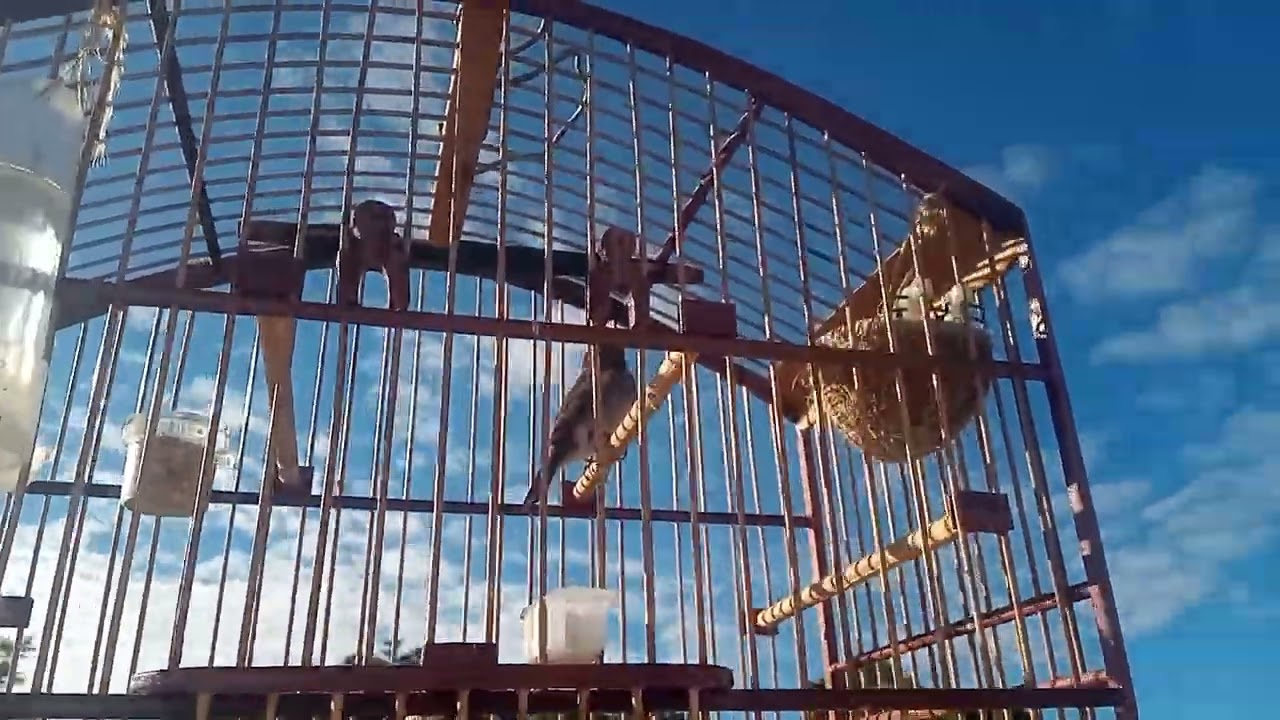 Veja veja levei meu coleira para dar uma volta olha o que ele fez