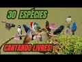 30 ESPÉCIES DE AVES BRASILEIRAS CANTANDO LIVRES! Edinei Oliveira.