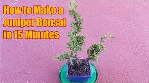 How to Make A Juniper Bonsai in 15 Minutes At Home : DIY Bonsai Pruning & Wiring