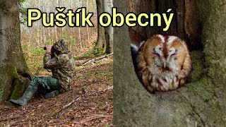 Puštík obecný Moje nejoblíbenější Sova | Pozorování ptáků | Slezské Beskydy