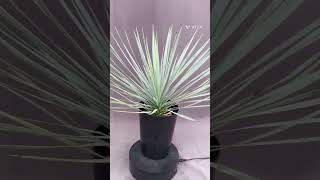 ユッカ　ロストラータ5 Amazon.co.jp: 耐寒性 ユッカ・ロストラータ苗木 5号 葉15枚以上