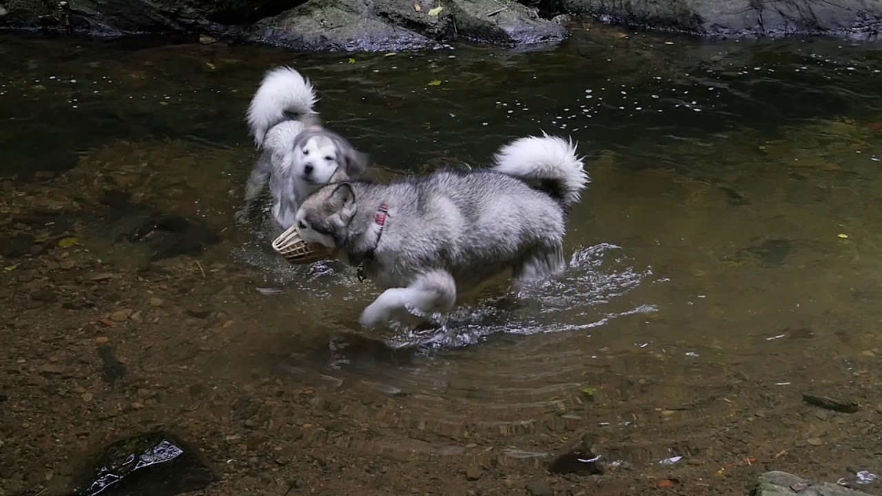 Alaskan Malamute Adventures