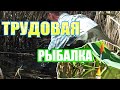 РЫБАЛКА НА ПОПЛАВОК /ЛОВЛЯ В КАМЫШАХ / ЛОВЛЯ КАРАСЯ / ПЛЮС БОНУС