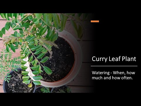 Curry Leaf Plant: How to water