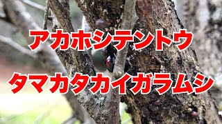 アカホシテントウとタマカタカイガラムシ Youtube アカホシテントウとタマカタカイガラムシ Youtube