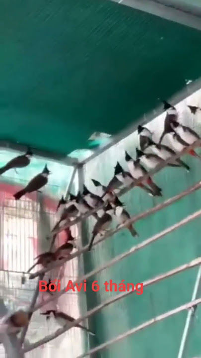 Đăng ký   cmt mình tặng ạ