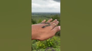 green snake 🐍 #nature 😮#new #best #viralvideo #trendingshorts #video #trending