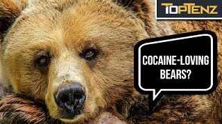 10 Incredibly Bizarre Animal Deaths