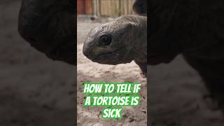 What Happens When A Tortoise Is Sick