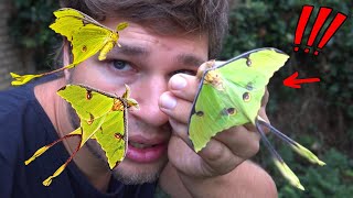 African Moon Moth CARE: HOW to BREED them? / Argema mimosae in MothCycles (ft. Bart Coppens)