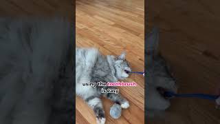 RYERCAT cat toothbrush