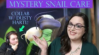 Mystery Snail Care Guide | Collab W/ Dusty Hartl!
