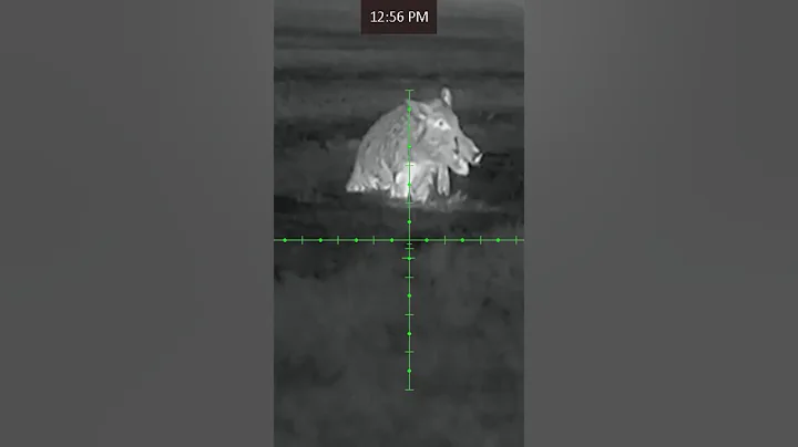 #hunting #nighthunting #thermal #hunt #556 #ar15 #boar #boarhunting #pighunting Read Description