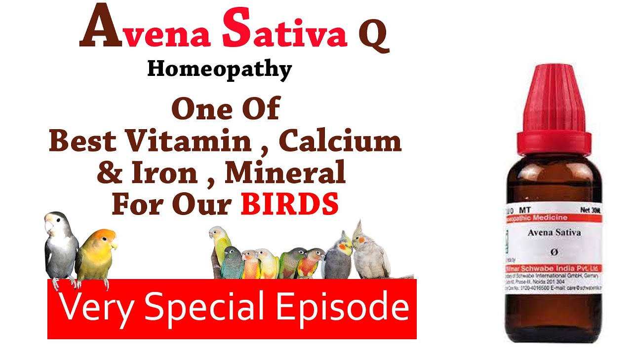 Avena Sativa Q Best Homeopathy Supplement For Human & Birds.santanubirdscare YouTube