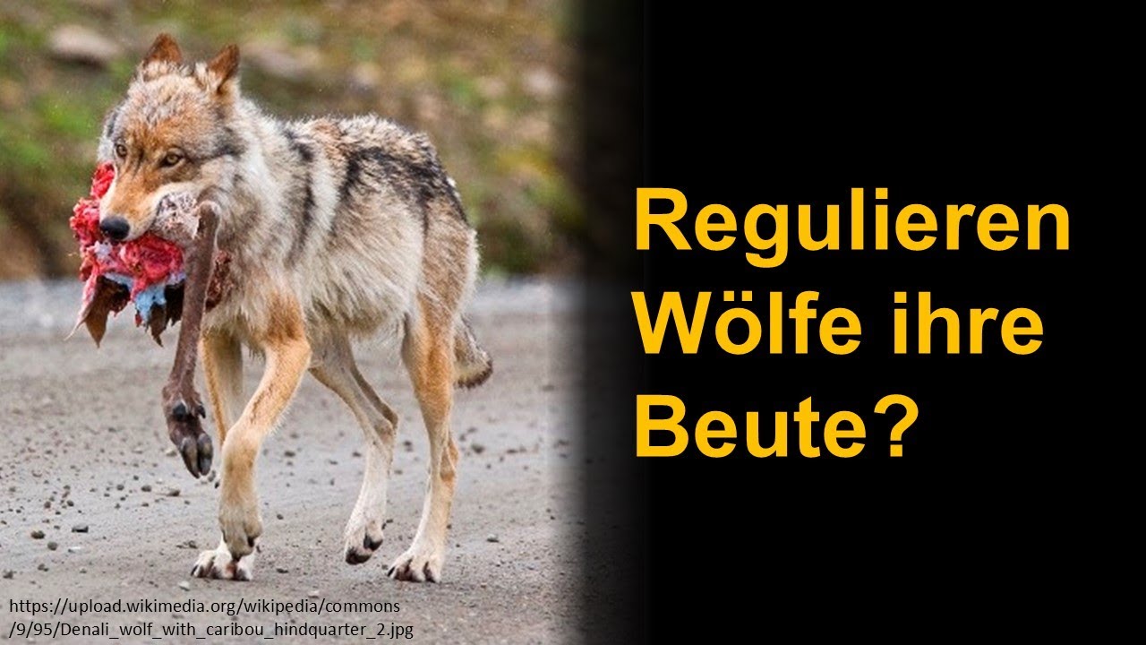 Regulieren Wölfe ihre Beute?