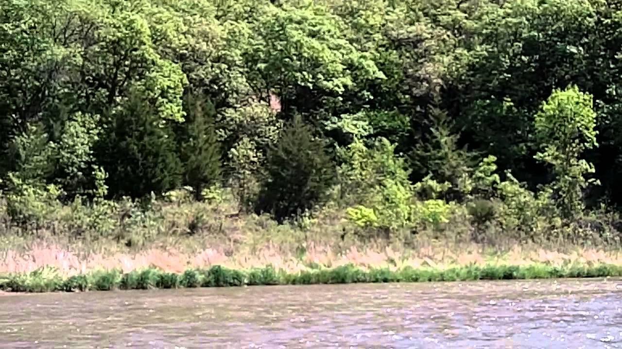 Niobrara National Scenic River Deer On Bank YouTube