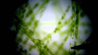 Freshwater Biology - Algae