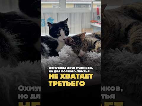 Для полного счастья не хватает третьего 😻