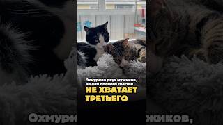 Для полного счастья не хватает третьего 😻