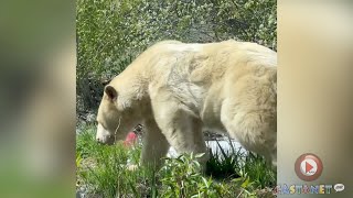 Spirit bear's slumber is over