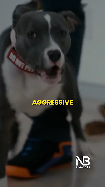 How to know if a DOG is INSECURE