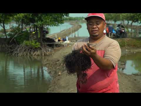 CARA BUDIDAYA RUMPUT LAUT GRACILARIA Sp DI TAMBAK MUARAGEMBONG BEKASI