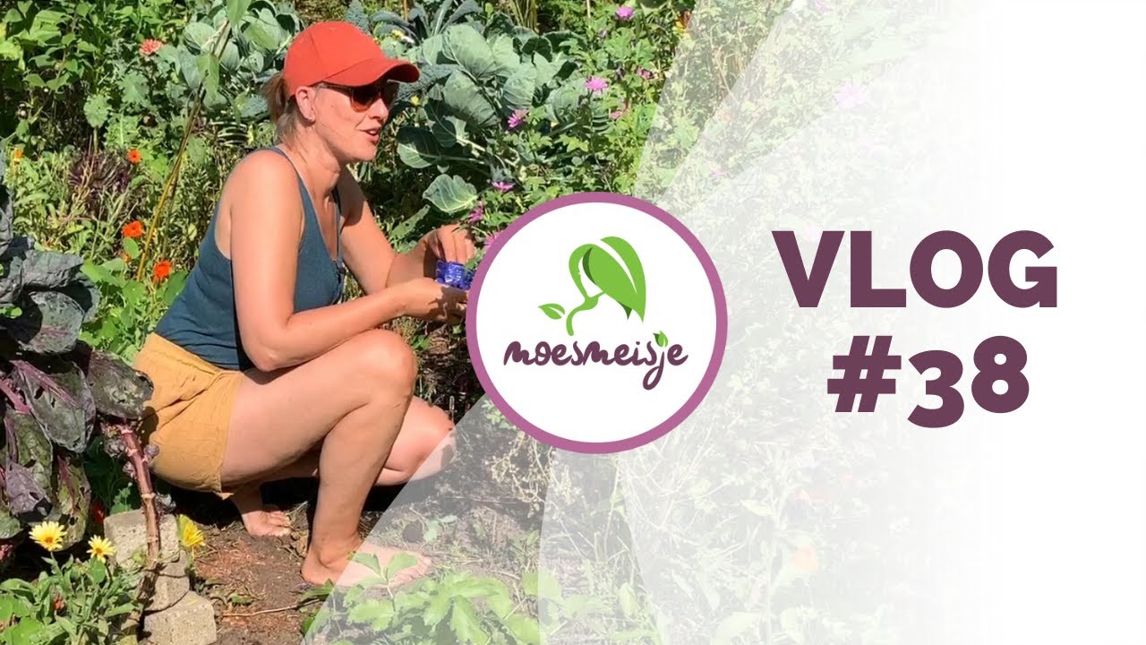 MOESTUIN VLOG #38 | Moestuin september: palmkool oogsten, koolrabi uitplanten en volop oogsten