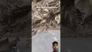 90° पहाड़ पर भी आराम से !" #got #wildlife#himalayas #uttarakhand #shortvideo #shortsviral #ytshorts