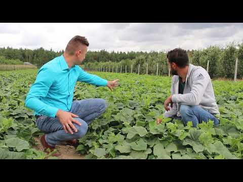 EFEKTY STOSOWANIA TECHNOLOGII NATURALCROP W UPRAWIE OGÓRKA GRUNTOWEGO