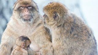 Bermuda - wildlife and heritage
